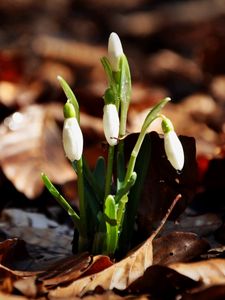 Preview wallpaper snowdrops, flowers, drops, three, leaves