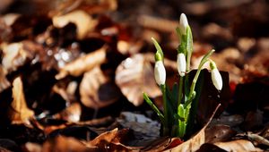 Preview wallpaper snowdrops, flowers, drops, three, leaves