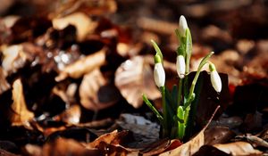 Preview wallpaper snowdrops, flowers, drops, three, leaves