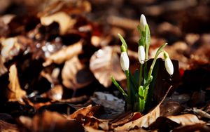 Preview wallpaper snowdrops, flowers, drops, three, leaves