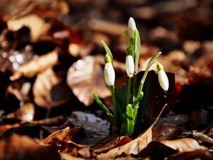 Preview wallpaper snowdrops, flowers, drops, three, leaves