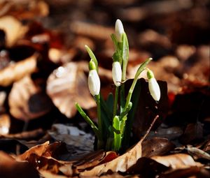 Preview wallpaper snowdrops, flowers, drops, three, leaves