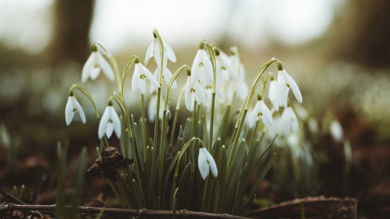 Wallpaper snowdrops, flowers, flowering, blur, foliage