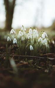 Preview wallpaper snowdrops, flowers, flowering, blur, foliage