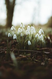 Preview wallpaper snowdrops, flowers, flowering, blur, foliage