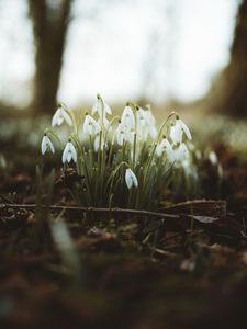 Preview wallpaper snowdrops, flowers, flowering, blur, foliage