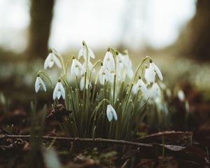 Preview wallpaper snowdrops, flowers, flowering, blur, foliage
