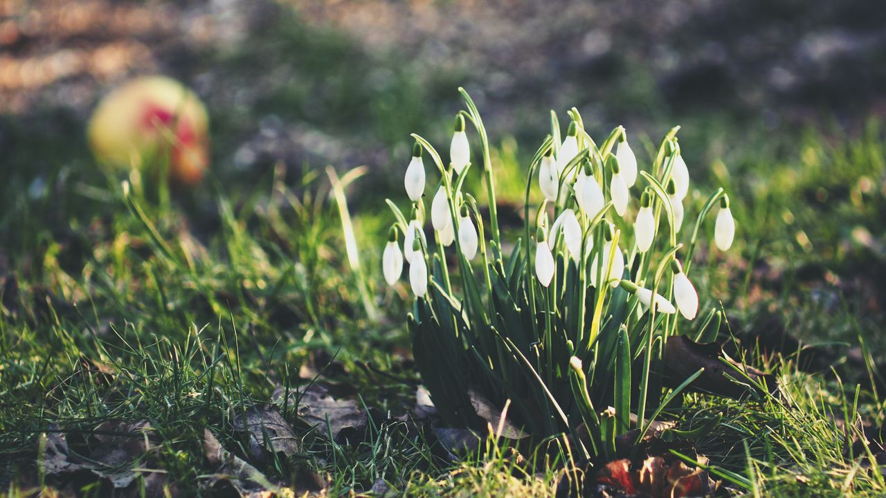 Wallpaper snowdrops, flowers, flowering, foliage