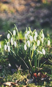 Preview wallpaper snowdrops, flowers, flowering, foliage