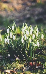 Preview wallpaper snowdrops, flowers, flowering, foliage