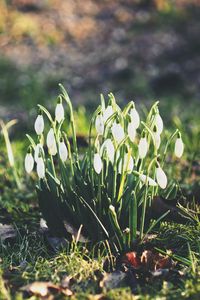 Preview wallpaper snowdrops, flowers, flowering, foliage