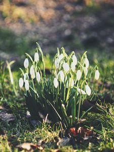 Preview wallpaper snowdrops, flowers, flowering, foliage