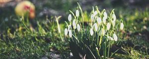 Preview wallpaper snowdrops, flowers, flowering, foliage