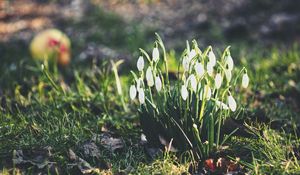 Preview wallpaper snowdrops, flowers, flowering, foliage