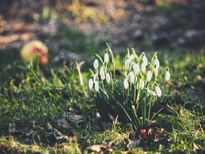 Preview wallpaper snowdrops, flowers, flowering, foliage