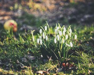 Preview wallpaper snowdrops, flowers, flowering, foliage