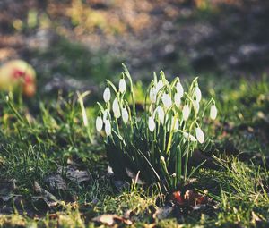 Preview wallpaper snowdrops, flowers, flowering, foliage