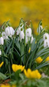 Preview wallpaper snowdrops, flowers, grass, close-up, blurred