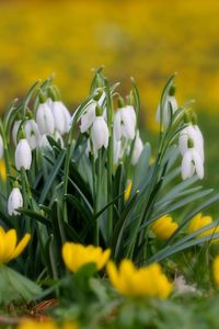 Preview wallpaper snowdrops, flowers, grass, close-up, blurred