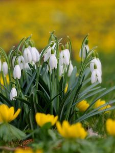 Preview wallpaper snowdrops, flowers, grass, close-up, blurred