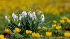 Preview wallpaper snowdrops, flowers, grass, close-up, blurred