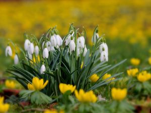 Preview wallpaper snowdrops, flowers, grass, close-up, blurred