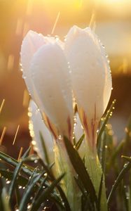 Preview wallpaper snowdrops, flowers, grass, drops, light, glare