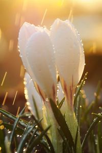 Preview wallpaper snowdrops, flowers, grass, drops, light, glare