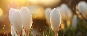 Preview wallpaper snowdrops, flowers, grass, drops, light, glare