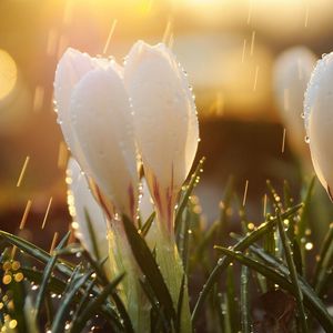 Preview wallpaper snowdrops, flowers, grass, drops, light, glare