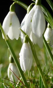 Preview wallpaper snowdrops, flowers, grass, drops, dew, spring