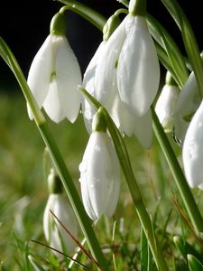 Preview wallpaper snowdrops, flowers, grass, drops, dew, spring
