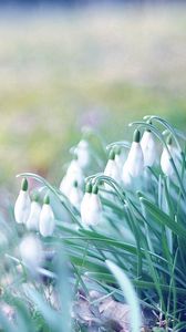 Preview wallpaper snowdrops, flowers, grass, plant