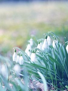 Preview wallpaper snowdrops, flowers, grass, plant