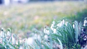 Preview wallpaper snowdrops, flowers, grass, plant