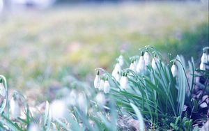 Preview wallpaper snowdrops, flowers, grass, plant