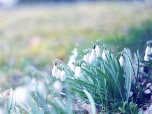 Preview wallpaper snowdrops, flowers, grass, plant