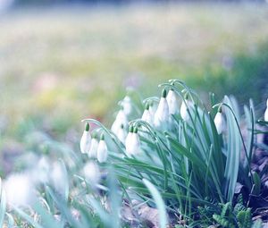 Preview wallpaper snowdrops, flowers, grass, plant