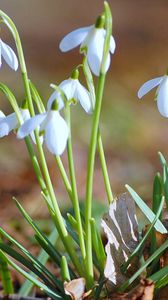 Preview wallpaper snowdrops, flowers, grass