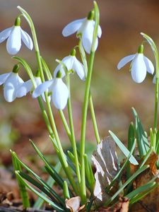 Preview wallpaper snowdrops, flowers, grass