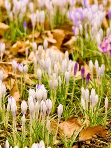 Preview wallpaper snowdrops, flowers, grass