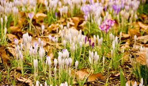 Preview wallpaper snowdrops, flowers, grass