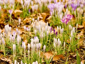 Preview wallpaper snowdrops, flowers, grass