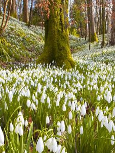 Preview wallpaper snowdrops, flowers, grass, trees, spring