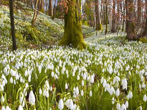 Preview wallpaper snowdrops, flowers, grass, trees, spring