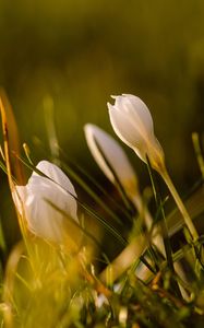 Preview wallpaper snowdrops, flowers, greenery, macro