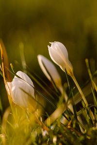 Preview wallpaper snowdrops, flowers, greenery, macro