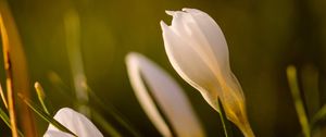 Preview wallpaper snowdrops, flowers, greenery, macro