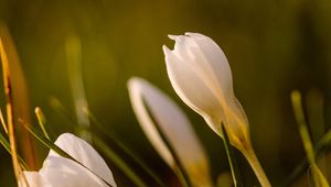 Preview wallpaper snowdrops, flowers, greenery, macro