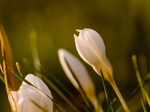 Preview wallpaper snowdrops, flowers, greenery, macro